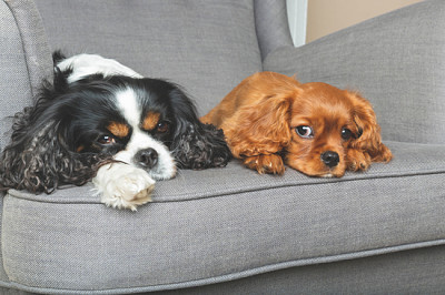 Deux chiens sympathiques se détendre ensemble sur l'armchai