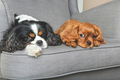 Two friendly dogs relaxing together on the armchai jigsaw puzzle