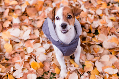 Piccolo cane sveglio che indossa un cappotto grigio e guardando