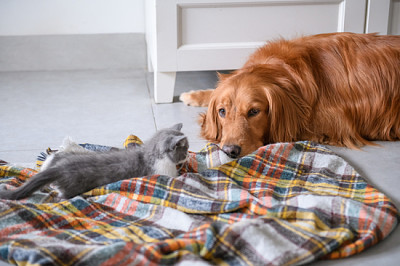 Gattino sveglio e golden retriever