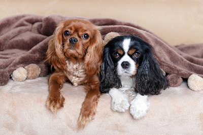 Två söta hundar under det mjuka täcket