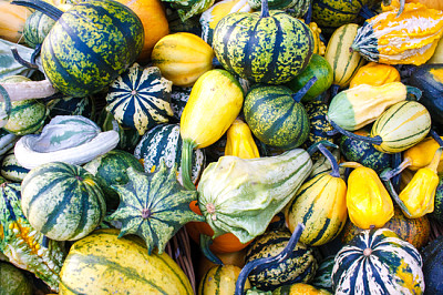 Un sacco di zucche e zucche autunnali colorate