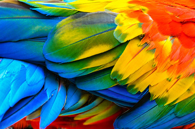 Cerca de plumas de aves de guacamaya roja