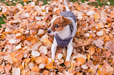 Cute small dog wearing a grey coat and looking at 