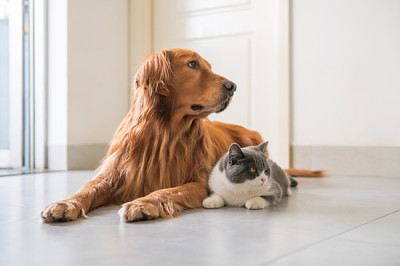 Chien Golden Retriever et chat britannique à poil court