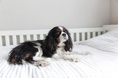 Épagneul cavalier mignon allongé sur le lit