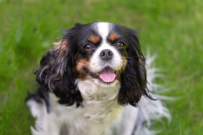 Słodki cavalier spaniel siedzący na zielonej trawie