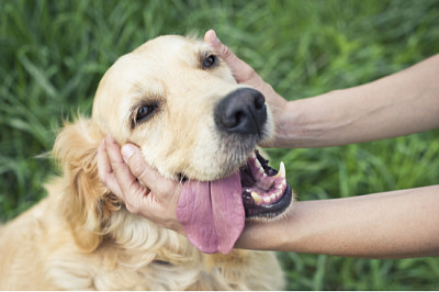 Cachorro feliz com mulher