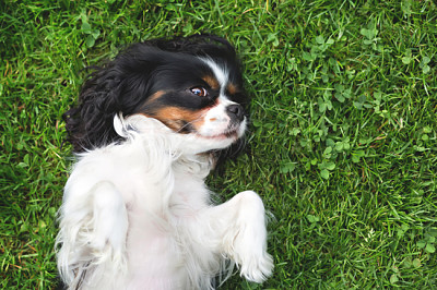 słodki piesek, cavalier spaniel na trawie