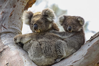 Koala mamma med baby joey på ryggen sitter i