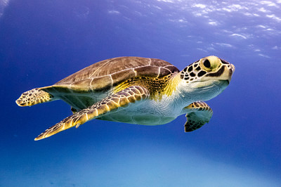 Ung Hawksbill Turtle simmar med i Nassau, B