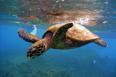 Nahaufnahme auf einer Meeresschildkröte, die schwimmt