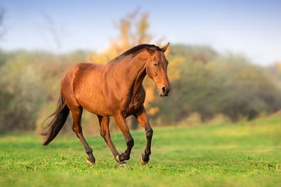 Cavalo em movimento na paisagem de outono