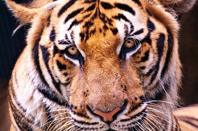 Portrait head shot of cute tiger. it looks like se