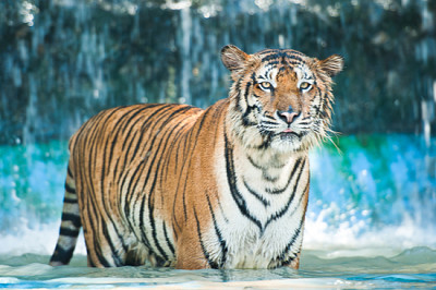 Tiger in the water jigsaw puzzle