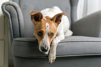 Cute dog lying on the armchair