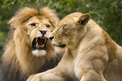 Leone maschio e femmina nella boscaglia africana