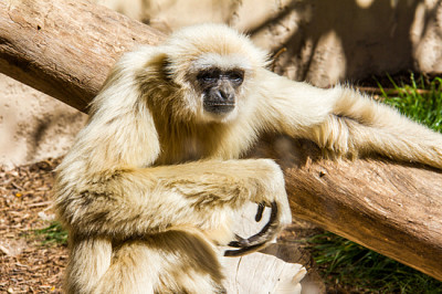 A white-handed, hylobates lar, gibbon relaxed sunb jigsaw puzzle