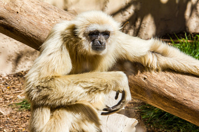 A white-handed, hylobates lar, gibbon relaxed sunb