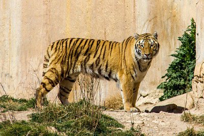 Tygrys bengalski stojący na trawie