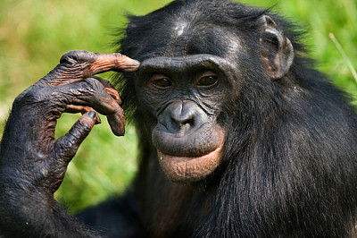 Portrait d'un bonobo. République démocratique du C