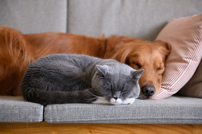 Golden Retriever sover med katten