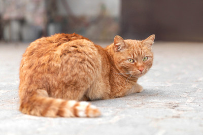 Unico gatto rosso rilassante all'aperto