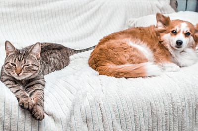 Katt och hund sover tillsammans på sängen hemma. fre