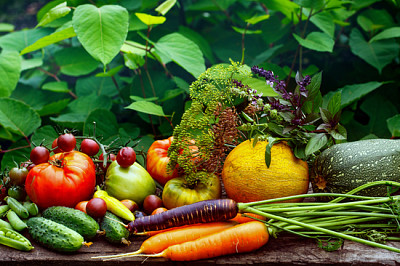 Composition assortiment de légumes biologiques crus récolte