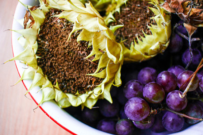 Close up of autumn fruits and vegetables: sunflowe