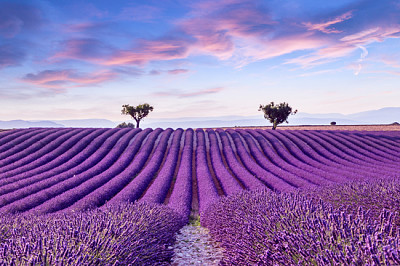 Paisagem do pôr do sol de verão do campo de lavanda perto de Valens