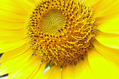 Close up blooning sunflower