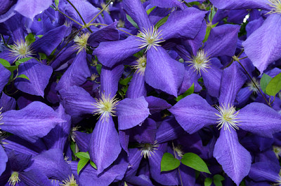 Lila große Clematis-Blume (Clematis x jackmanii