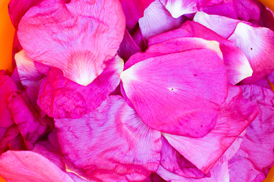 Drying petals of dog-rose (Rosa Canina)