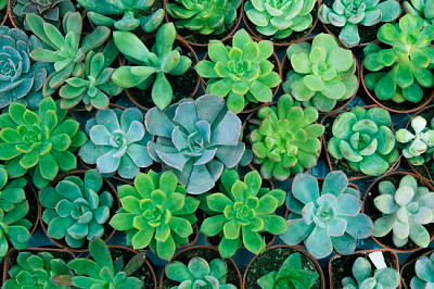 Planta suculenta verde em vaso