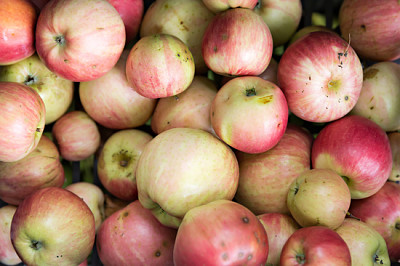 świeże, dojrzałe jabłka ekologiczne prosto z sadu
