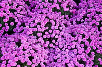Flores de color rosa púrpura. Flores de margarita de crisantemos