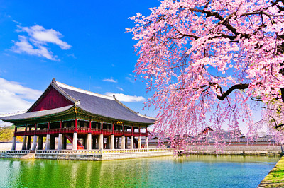 View of the beautiful cherry blossoms next to a la