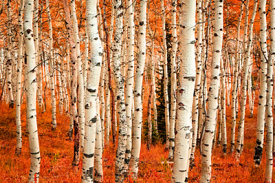 Couleur d'automne dans une clairière de tremble, Utah, USA.