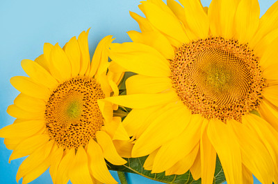 Leuchtender großer gelber Sonnenblumenstrauß auf blauem Hintergrund