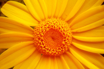 Parede de fundo macro de flor de crisântemo amarelo