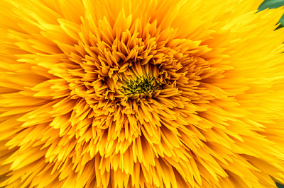 Abstrakter Hintergrund mit Sonnenblumenblättern