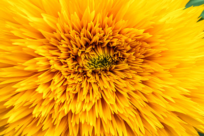 Abstrait avec des pétales de tournesol