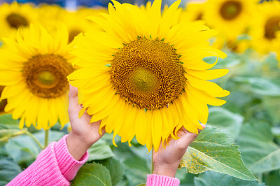 Hände, die Sonnenblume im Feld halten. Selektiver Fokus