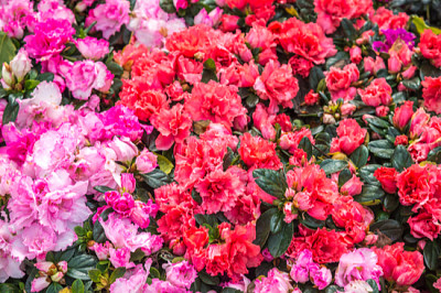 花園裡的野玫瑰開花（杜鵑花樹