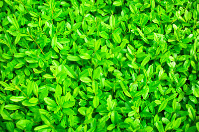 Very saturated May spring bright green leaves back jigsaw puzzle