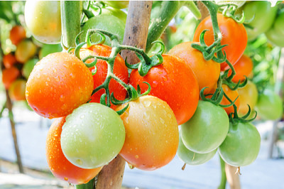 庭の枝に生えている完熟トマト、