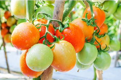 Pomodori freschi maturi che crescono su un ramo in giardino,