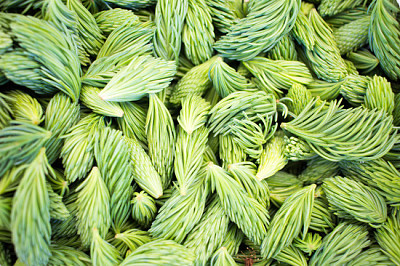 Fresh picked green spruce shoots