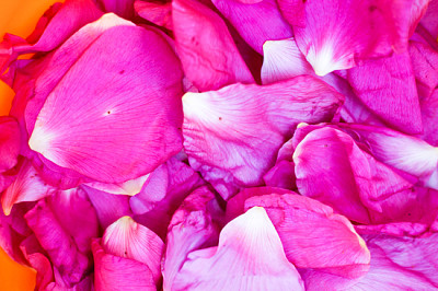 Drying petals of dog-rose (Rosa Canina)